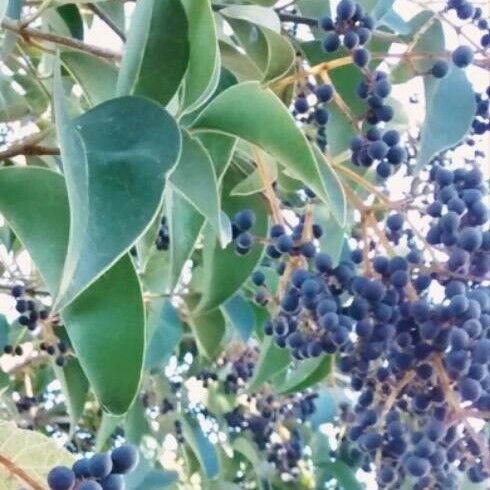 Ligustrum lucidum Fruit