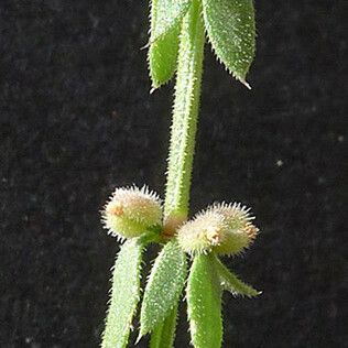 Galium verticillatum Muu