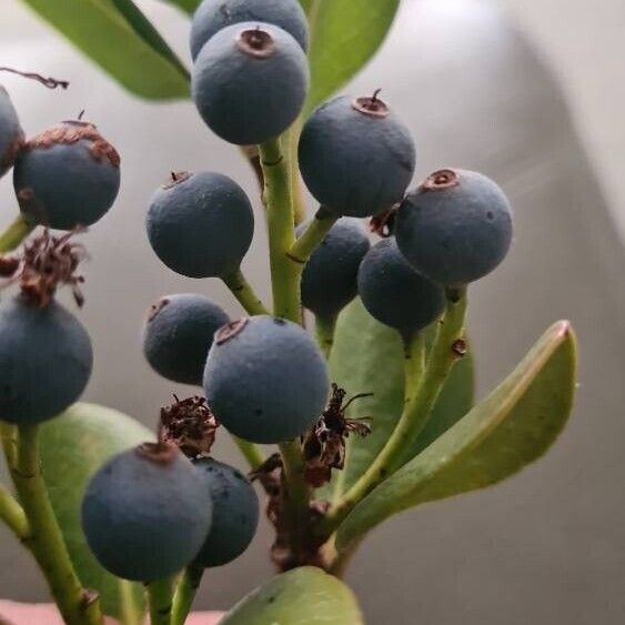 Rhaphiolepis indica Fruit