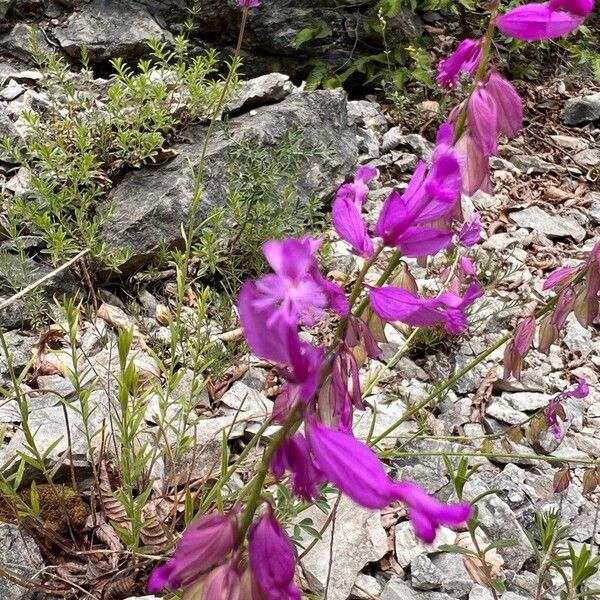 Polygala major Fleur