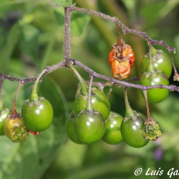 Solanum dulcamara 果
