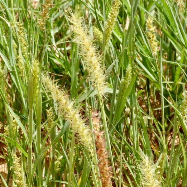 Cenchrus biflorus Fiore