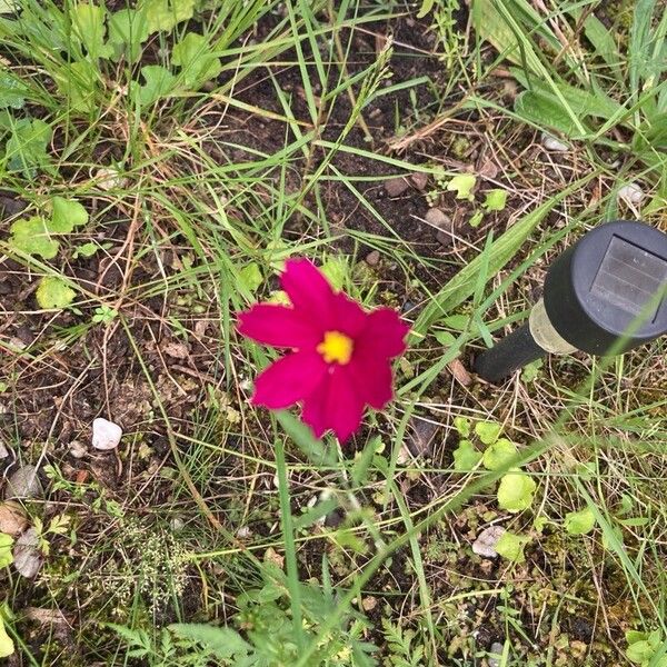 Cosmos caudatus Flower