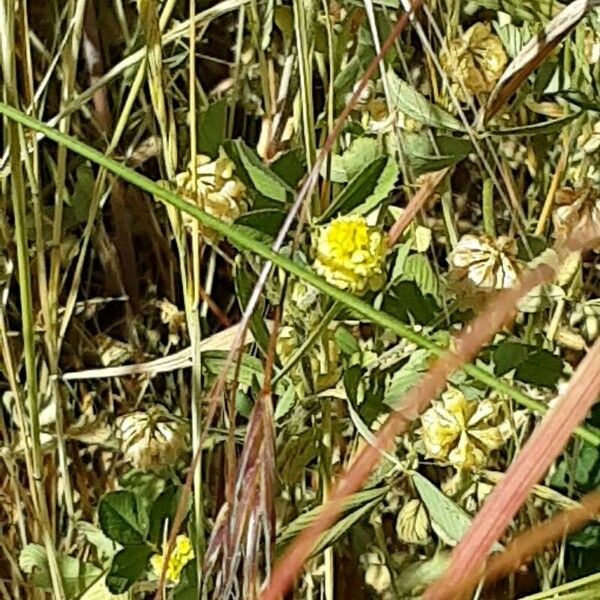 Trifolium campestre Flor