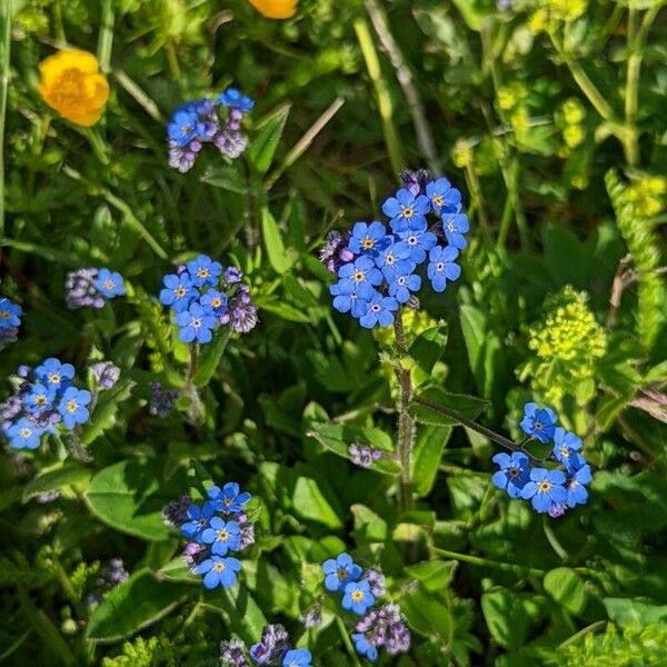 Myosotis alpestris Habitus