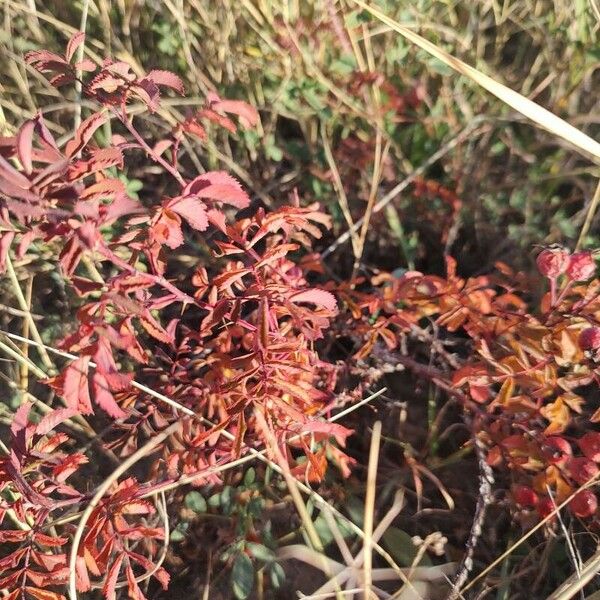 Rosa arkansana Leaf