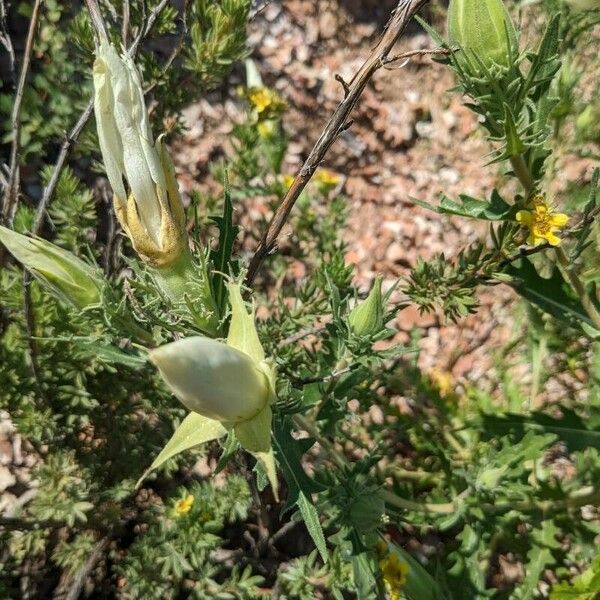 Mentzelia decapetala Blüte