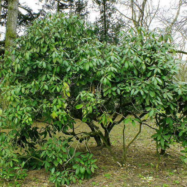 Rhododendron maximum Plante entière