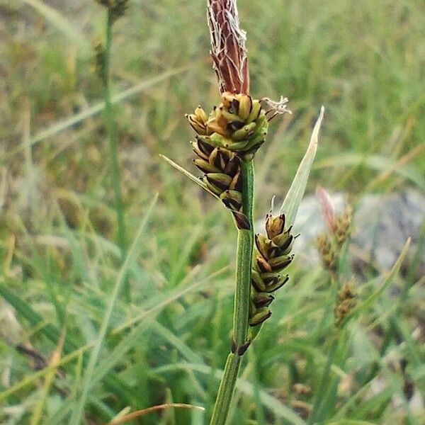Carex bigelowii Flower
