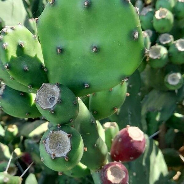 Opuntia elata Fruit