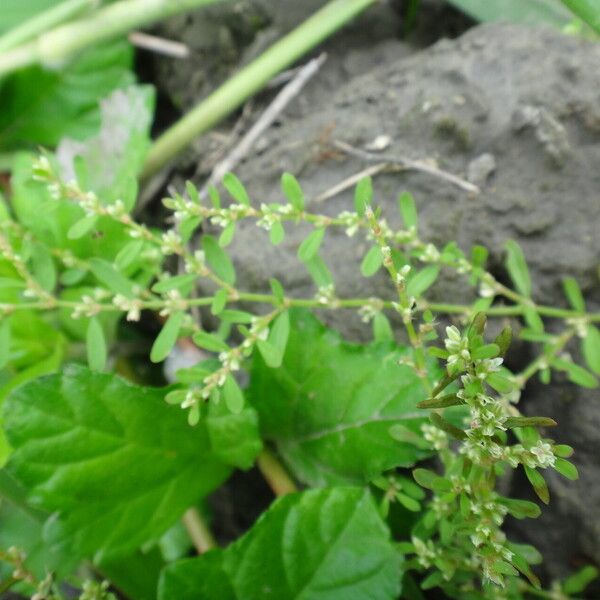 Polygonum plebeium 形態