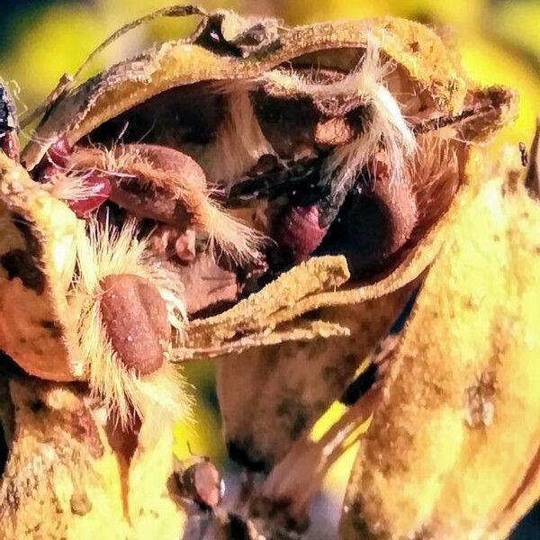 Hibiscus syriacus Fruit