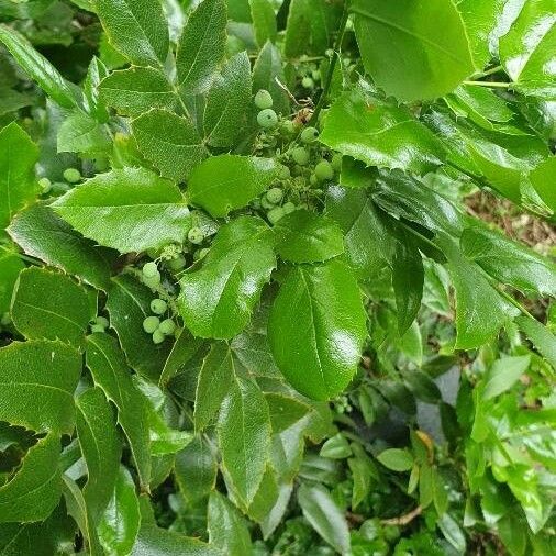 Berberis aquifolium ᱡᱚ