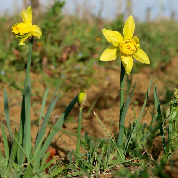 Narcissus × odorus Kukka