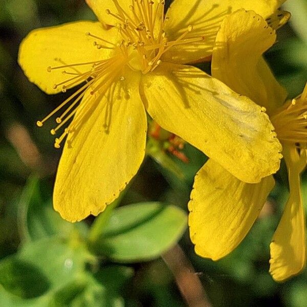 Hypericum maculatum Flower