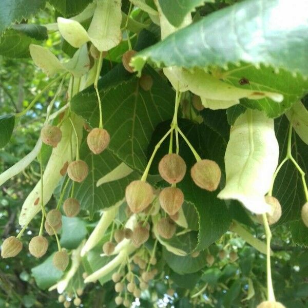 Tilia platyphyllos Frugt