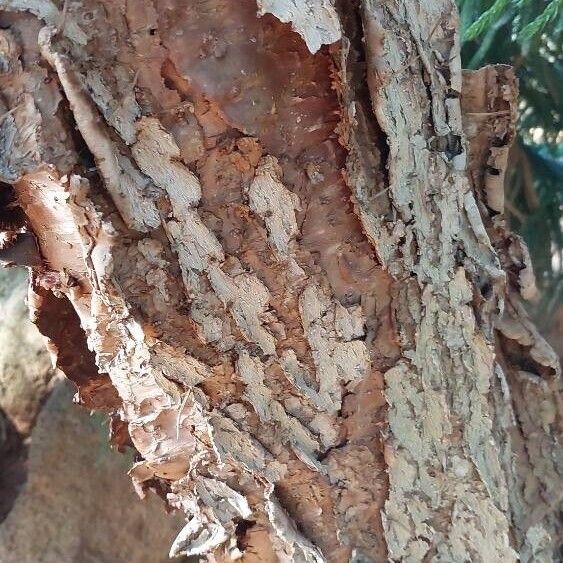 Araucaria columnaris Bark