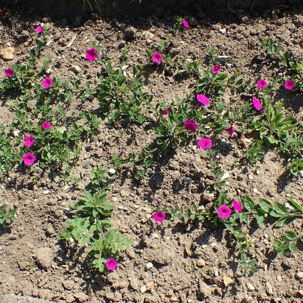 Petunia integrifolia 整株植物