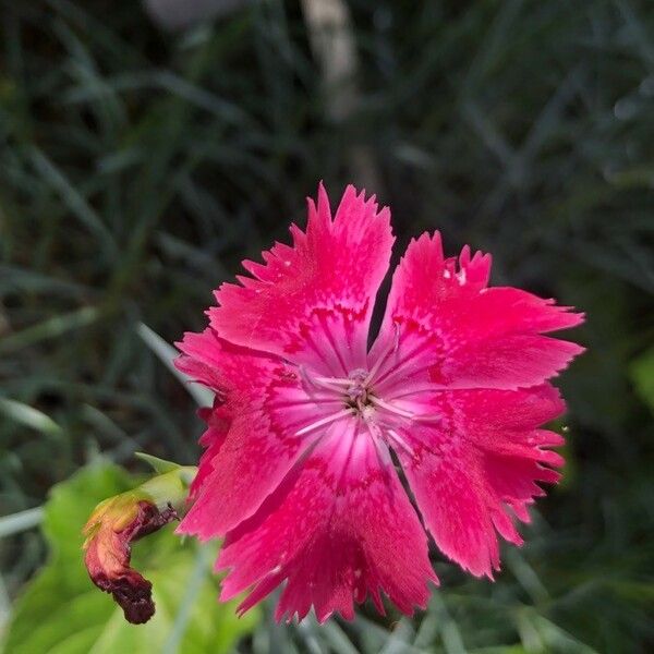 Dianthus gratianopolitanus Цвят