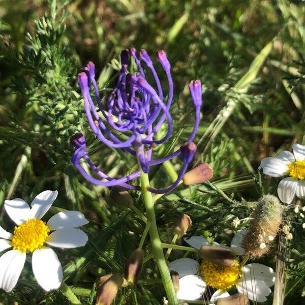 Muscari comosum Kvet