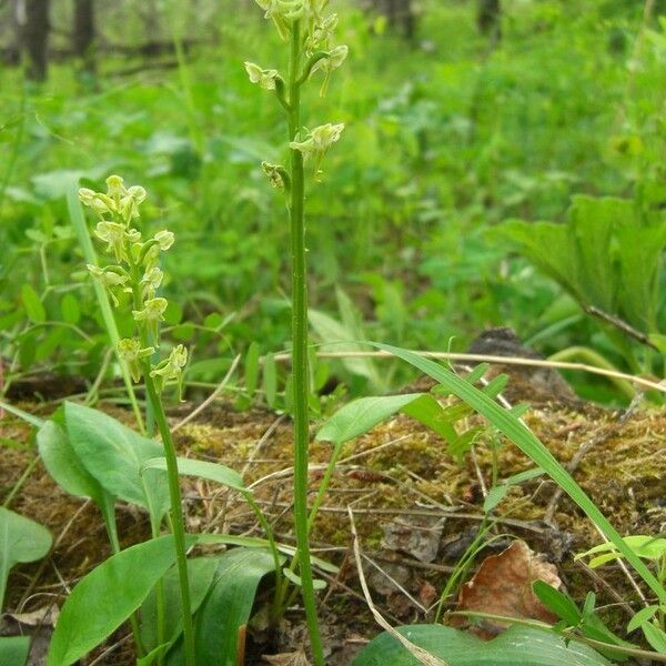 Platanthera obtusata Habitat