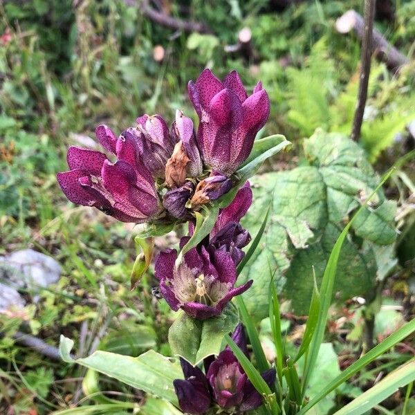 Gentiana pannonica फूल