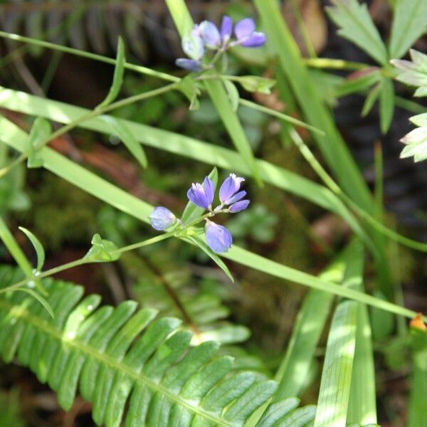 Polygala serpyllifolia Flower