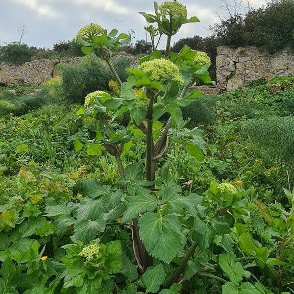 Angelica archangelica List