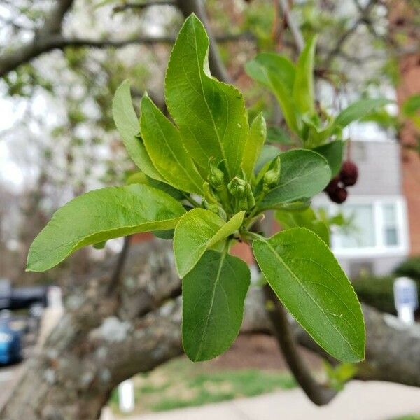 Malus baccata Leaf