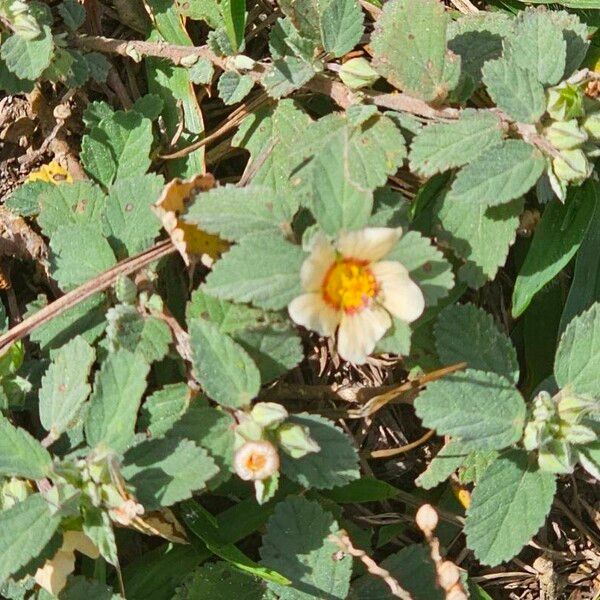 Sida cordifolia Flower