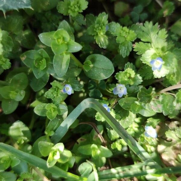 Veronica polita Flors