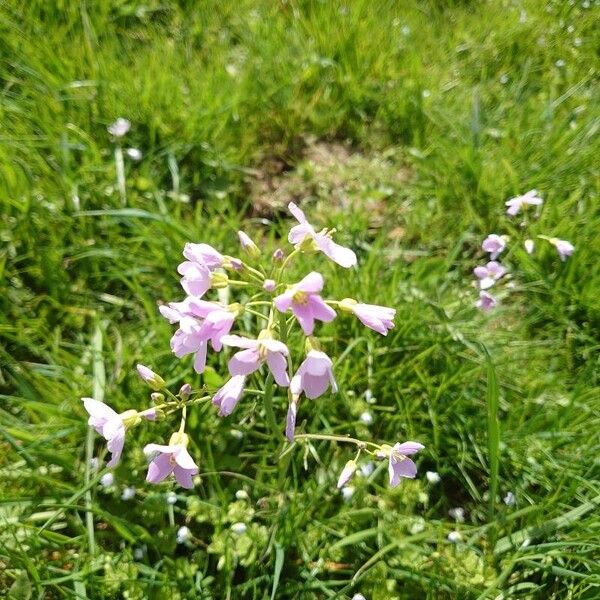 Cardamine pratensis Flower