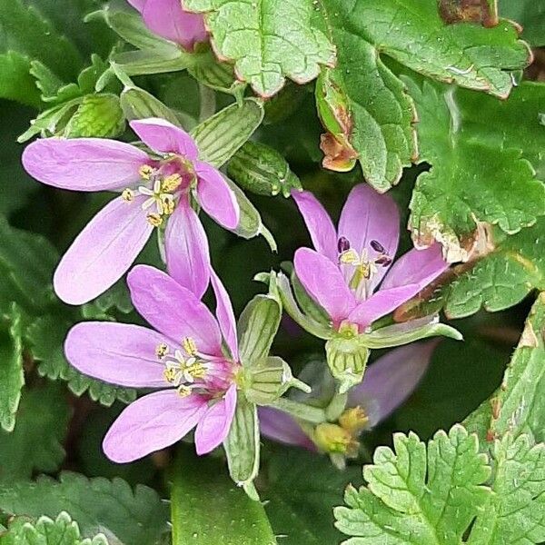 Erodium moschatum Flower