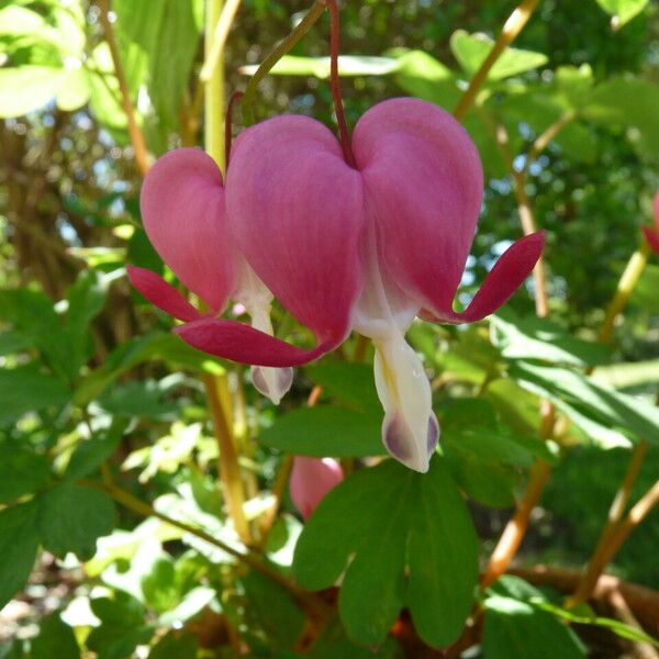 Lamprocapnos spectabilis Flor