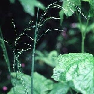 Poa laxiflora Habitatea