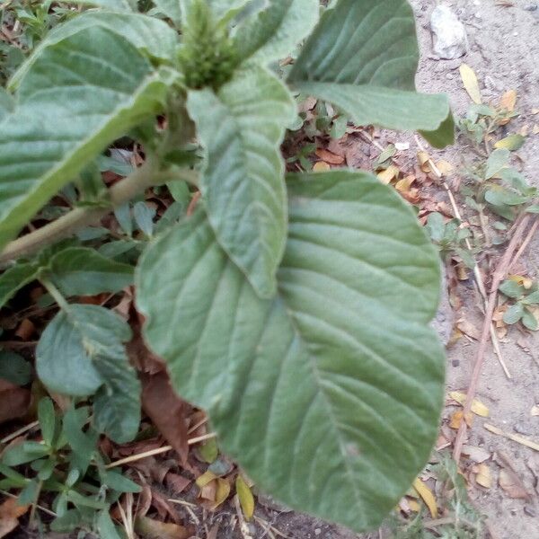 Amaranthus powellii ᱥᱟᱠᱟᱢ