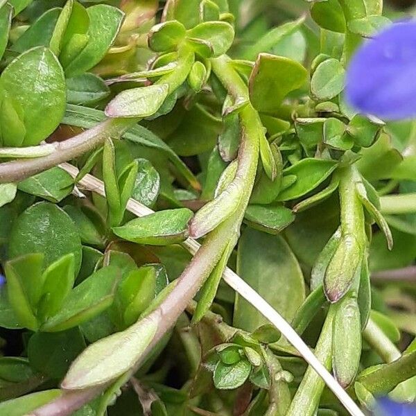 Polygala calcarea Feuille