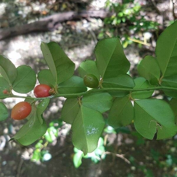 Triphasia trifolia Плод