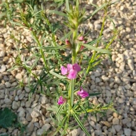 Linaria arvensis ফুল