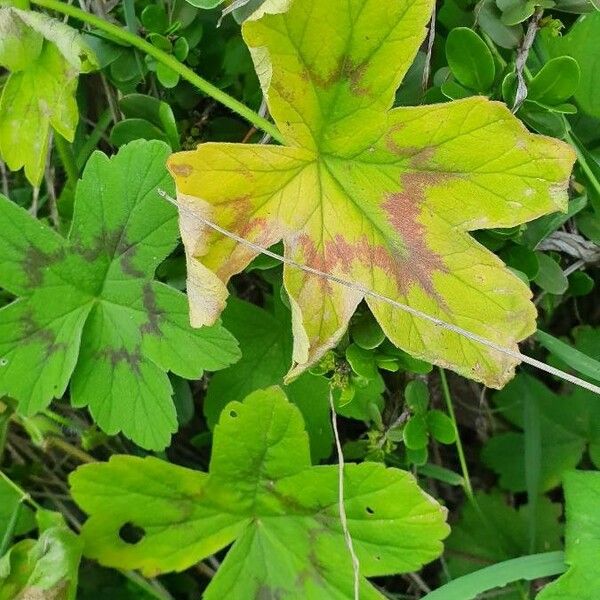 Pelargonium multibracteatum Ліст