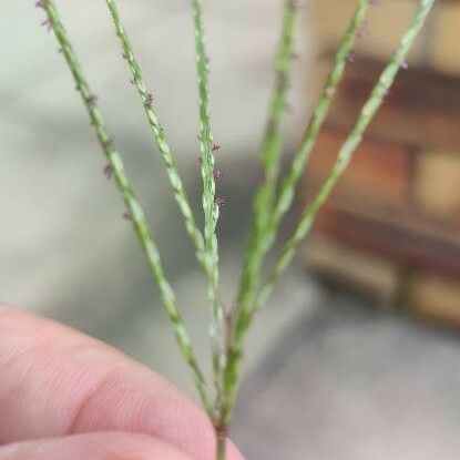 Digitaria sanguinalis Flower