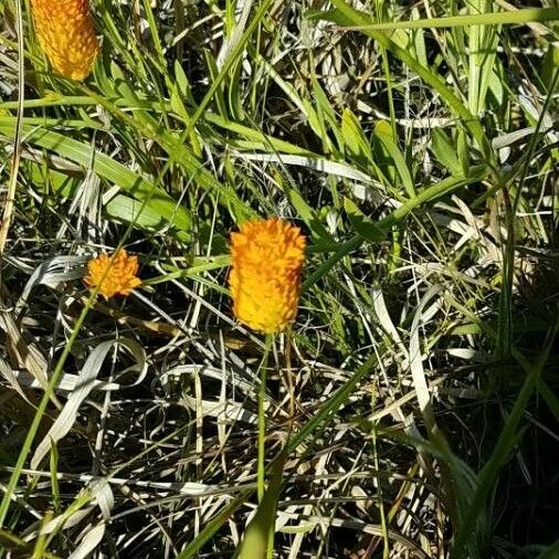 Polygala lutea 花