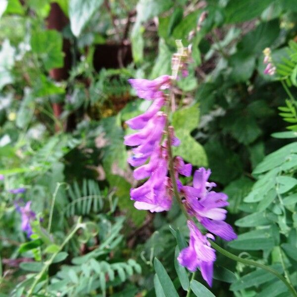 Vicia cracca Flower