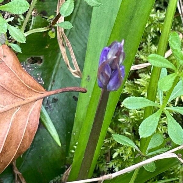 Hyacinthoides non-scripta পাতা