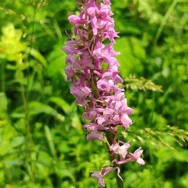 Gymnadenia conopsea Floare