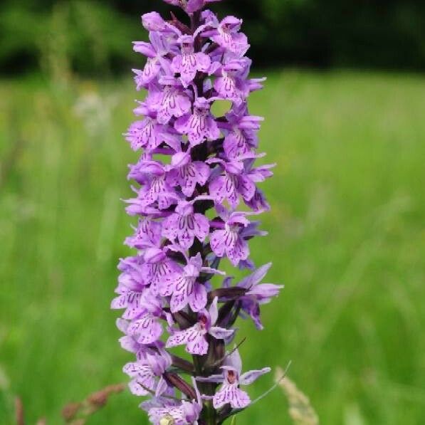 Dactylorhiza fuchsii Žiedas