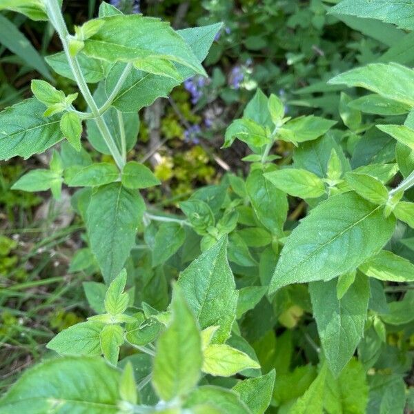 Pycnanthemum incanum Blad