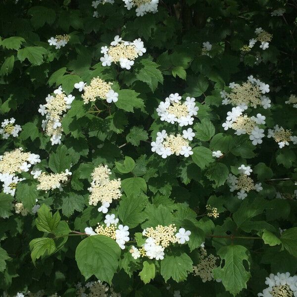 Viburnum sargentii Plante entière