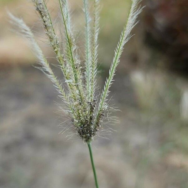 Chloris barbata Fruit