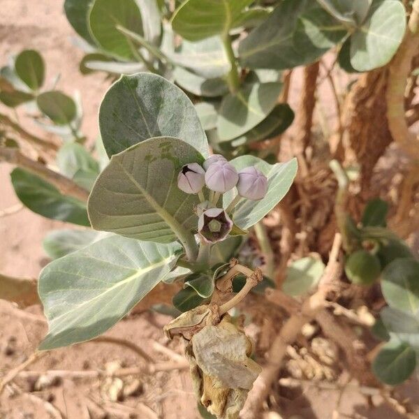 Calotropis procera 花